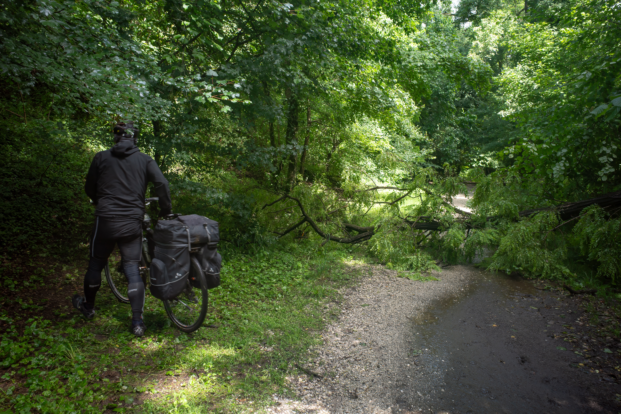 Ein umgestürzter Baum sperrt den Weg im Wäldchen